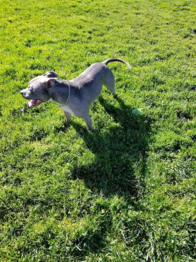 Highlands Ranch Dog Park - Pittsburg, CA