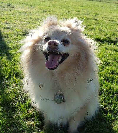 Highlands Ranch Dog Park - Pittsburg, CA