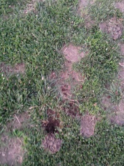 Highlands Ranch Dog Park - Pittsburg, CA