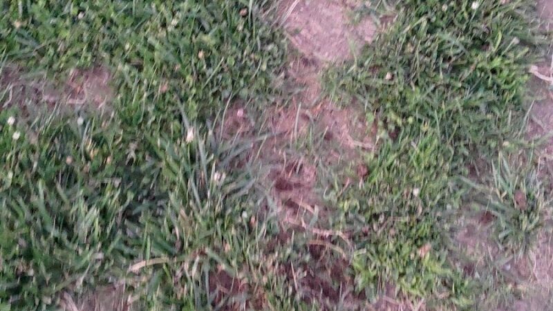 Highlands Ranch Dog Park - Pittsburg, CA