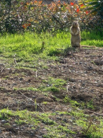 Highlands Ranch Dog Park - Pittsburg, CA