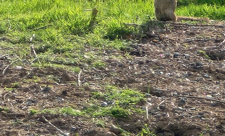 Highlands Ranch Dog Park - Pittsburg, CA