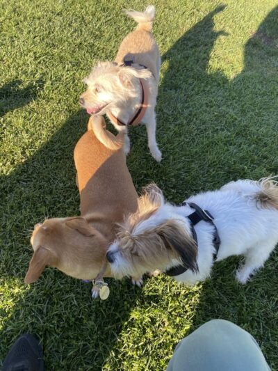 Highlands Ranch Dog Park - Pittsburg, CA