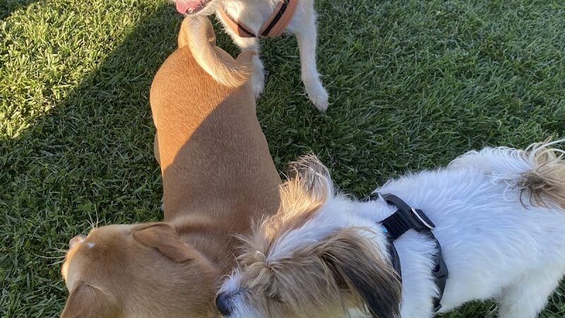 Highlands Ranch Dog Park - Pittsburg, CA