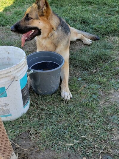 Highlands Ranch Dog Park - Pittsburg, CA