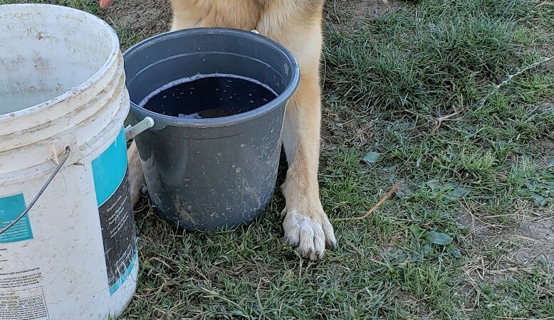 Highlands Ranch Dog Park - Pittsburg, CA