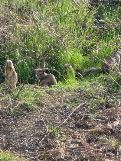 Highlands Ranch Dog Park - Pittsburg, CA