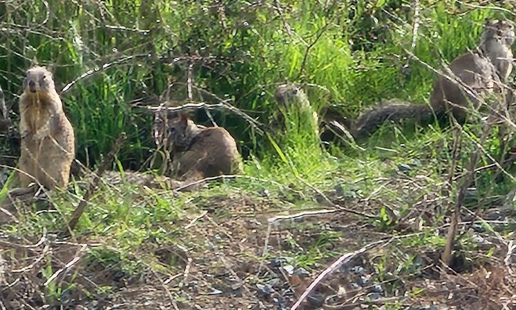 Highlands Ranch Dog Park - Pittsburg, CA