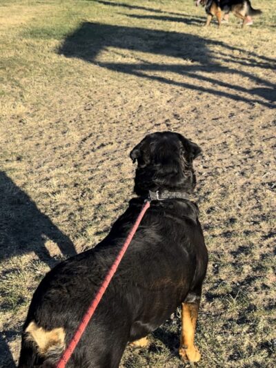Highlands Ranch Dog Park - Pittsburg, CA