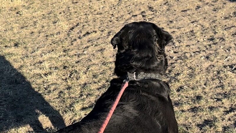 Highlands Ranch Dog Park - Pittsburg, CA