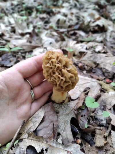 Lost Nations Area Trailhead - Pittsford,