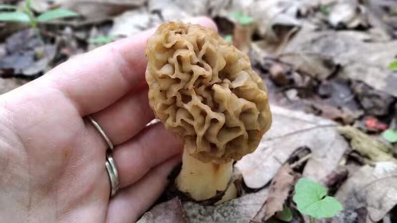 Lost Nations Area Trailhead - Pittsford,