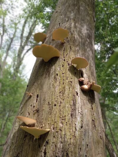 Lost Nations Area Trailhead - Pittsford,