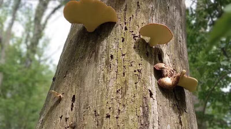 Lost Nations Area Trailhead - Pittsford,
