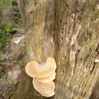 Lost Nations Area Trailhead - Pittsford,