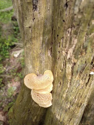 Lost Nations Area Trailhead - Pittsford,