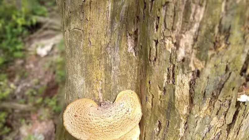 Lost Nations Area Trailhead - Pittsford,