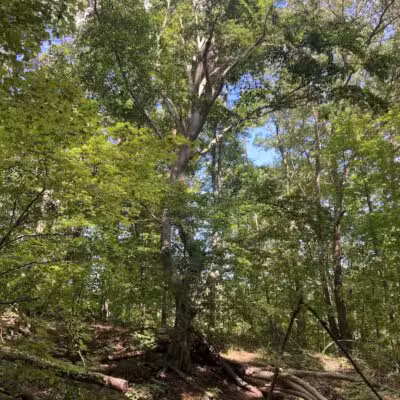 Lost Nations Area Trailhead - Pittsford,