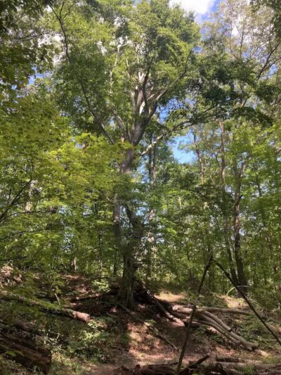Lost Nations Area Trailhead - Pittsford,