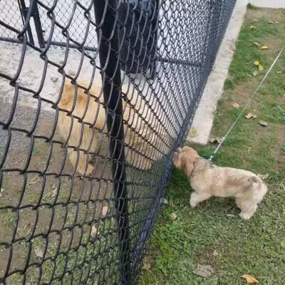 Pittsford Dog Park - Pittsford,