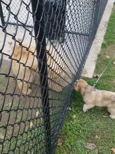 Pittsford Dog Park - Pittsford,