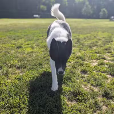Pittsford Dog Park - Pittsford,