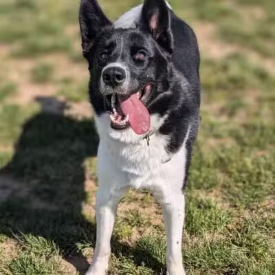 Pittsford Dog Park - Pittsford,