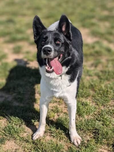 Pittsford Dog Park - Pittsford,