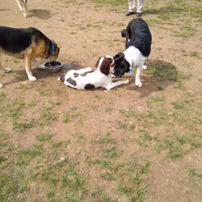 Pittsford Dog Park - Pittsford,