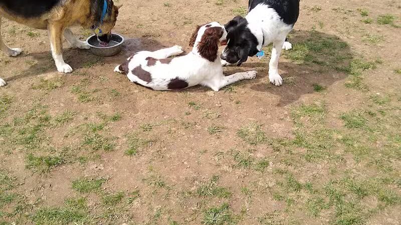 Pittsford Dog Park - Pittsford,