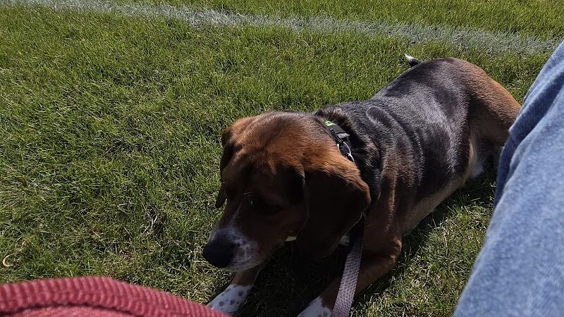 Clow Stephens Park - Plainfield, IL