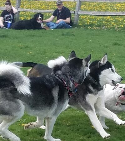 Clow Stephens Park - Plainfield, IL