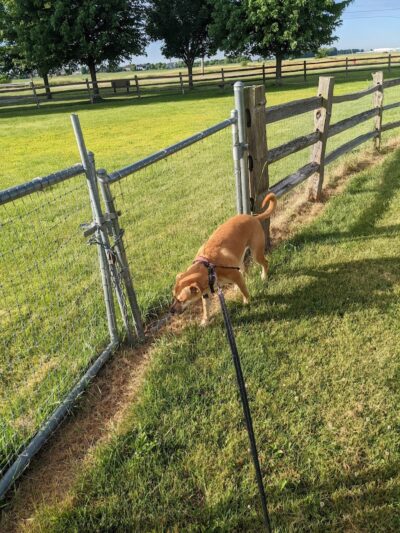 Daisy Dog Park - Plainfield, IL