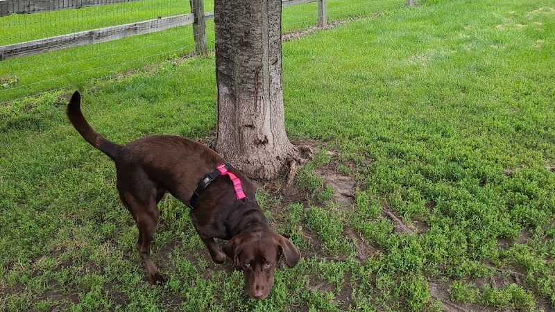 Daisy Dog Park - Plainfield, IL