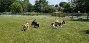 Daisy Dog Park - Plainfield, IL