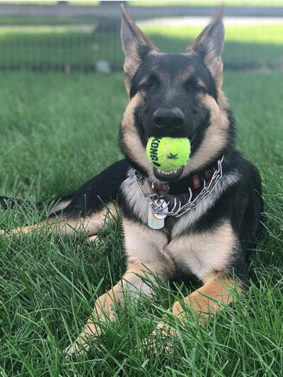 Daisy Dog Park - Plainfield, IL
