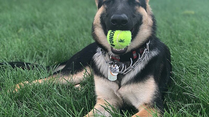 Daisy Dog Park - Plainfield, IL