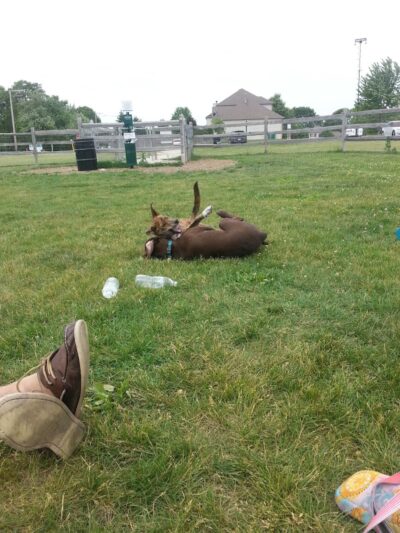 Daisy Dog Park - Plainfield, IL