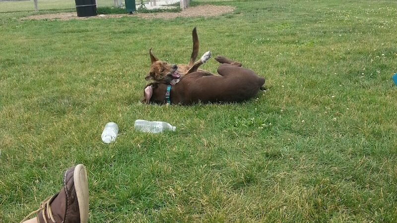 Daisy Dog Park - Plainfield, IL