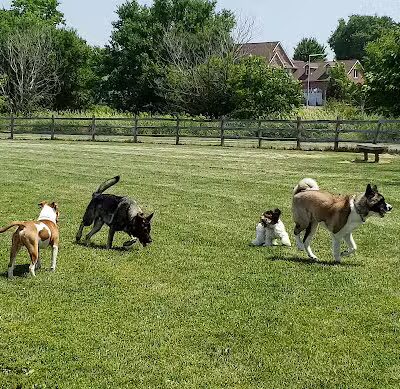 Daisy Dog Park - Plainfield, IL