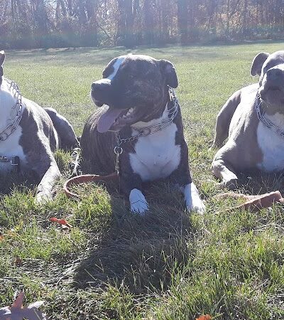 Van Horn Woods East Dog Park - Plainfield, IL