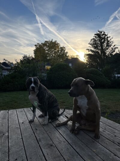 Van Horn Woods East Dog Park - Plainfield, IL