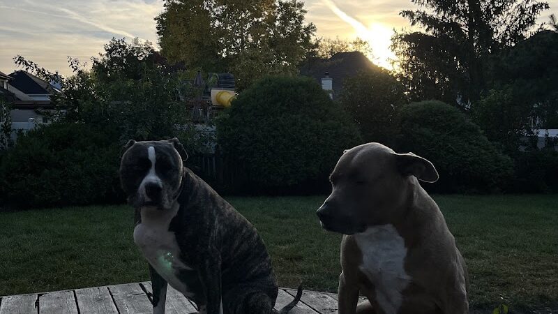 Van Horn Woods East Dog Park - Plainfield, IL