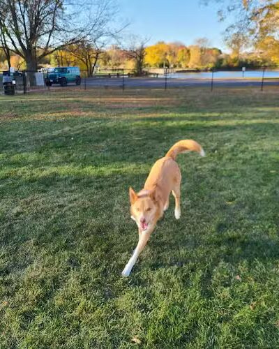 Van Horn Woods East Dog Park - Plainfield, IL