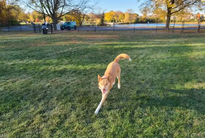Van Horn Woods East Dog Park - Plainfield, IL