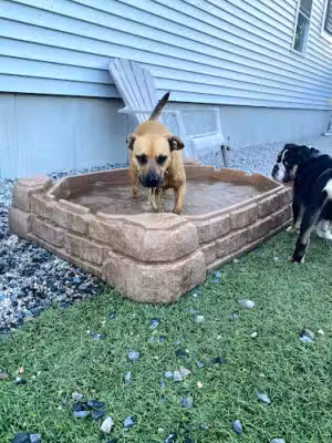 The Home of Paws - Plainville, MA