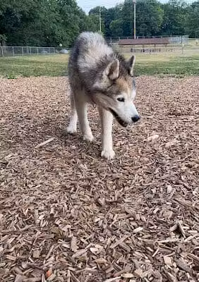 Plainwell Dog Park - Plainwell, MI