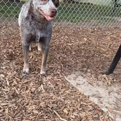 Plainwell Dog Park - Plainwell, MI