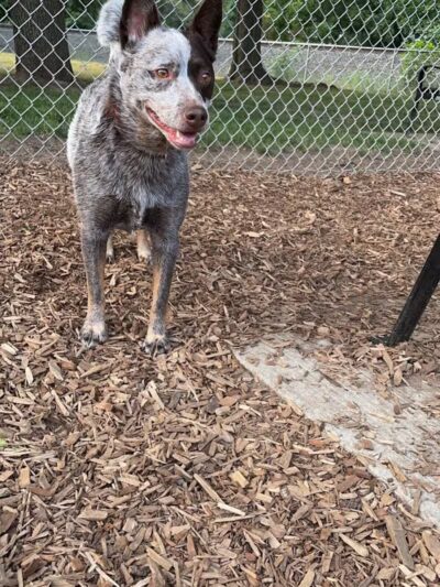 Plainwell Dog Park - Plainwell, MI