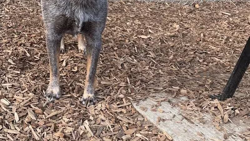 Plainwell Dog Park - Plainwell, MI